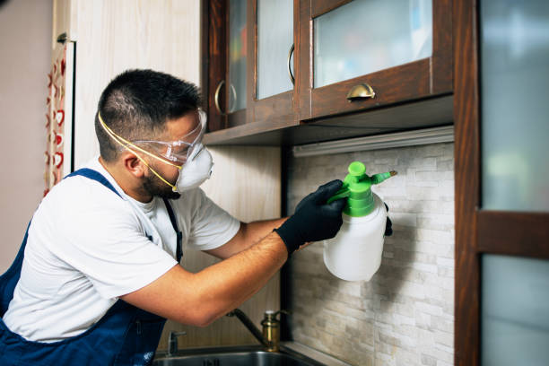 Wasp Removal Services in Jenks, OK
