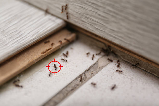 Best Spider Control Near Me  in Jenks, OK